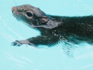squirrel_swimming