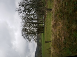 Bare trees and green grass, in the rainy landscape between Chaumont and Orquevaux. 