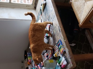 A large orange cat investigates a table full of art supplies. 